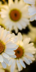 Flowers,Macro,Petals,Focus,Camomile