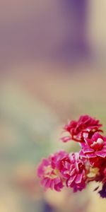 Flowers,Macro,Petals,Glare