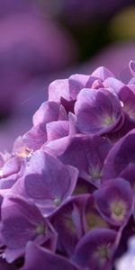 Lilas,Macro,Pétales,Fleurs