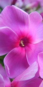 Flowers,Macro,Petals,Lilac