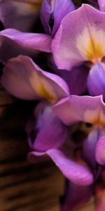 Flowers,Macro,Petals,Lilac