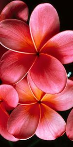 Flowers,Macro,Petals,Plumeria,Branch