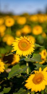 Macro,Fleurs,Pétales,Tournesol