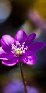 Flores,Flor,Macro,Pétalos,Púrpura,Violeta