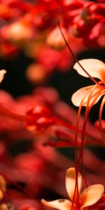 Flowers,Macro,Pink,Plant,Flowering,Bloom