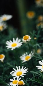 Flores,Camomila,Macro,Planta