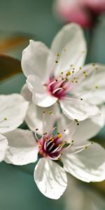 Flowers,Macro,Plant,Flowering,Bloom,Spring