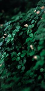 Flowers,Macro,Plant,Leaves