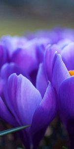 Planter,Pétales,Plante,Macro,Fleurs