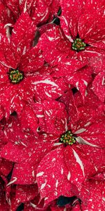 Flowers,Macro,Poinsettia,Plant