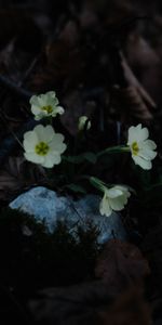 Flores,Hojas,Macro,Primavera