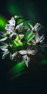 Flowers,Macro,Ramson,Leaves,Flowering,Bloom