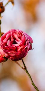 Flores,Rosa,Flor,Macro,Yema,Brote,Flor Rosa