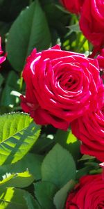 Macro,Branches,Pétales,Bourgeons,Fleurs,Une Rose,Rose