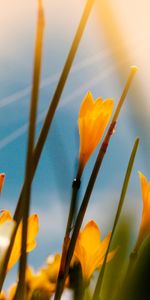 Flowers,Macro,Saffron,Flowering,Bloom