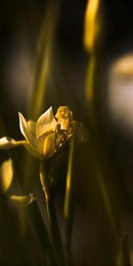 Flowers,Macro,Shadow,Petals