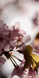 Flowers,Macro,Shadow,Petals