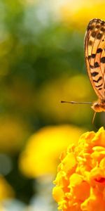 Flowers,Macro,Shine,Light,Surface,Wings,Butterfly