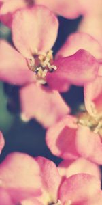 Flowers,Macro,Shine,Petals,Light,Background