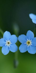 Macro,Petit,Fleurs