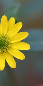 Flowers,Macro,Smooth,Flower,Petals,Blur