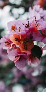 Flou,Lisse,Pétales,Macro,Fleurs,Floraison