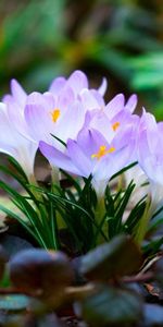 Flowers,Macro,Snowdrop,Lilac