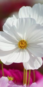 Flowers,Macro,Stem,Stalk,Nature,Petals