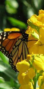 Flores,Macro,Tallos,Mariposa