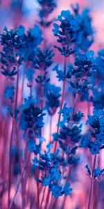 Flowers,Macro,Stems,Lavender