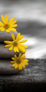 Flowers,Macro,Stones,Grey