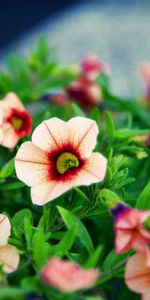 Flowers,Macro,Striped,Petals