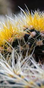 Flowers,Macro,Thorns,Prickles,Close Up,Cactus