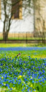 Nature,Bois,Arbre,Tronc,Macro,Fleurs,Terre