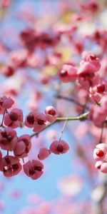 Flowers,Macro,Tree,Plant,Wood