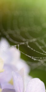 Flowers,Macro,Web,Drops