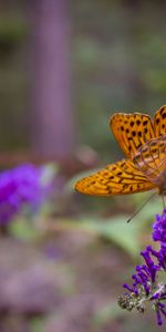 Flowers,Macro,Wings,Butterfly