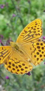 Flowers,Macro,Wings,Butterfly