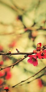 Flowers,Macro,Wood,Tree,Branches,Bloom,Flowering