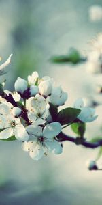 Árbol,Flores,Macro,Madera,Floración,Florecer,Rama,Primavera