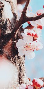 Flowers,Macro,Wood,Tree,Flowering,Cherry,Bloom,Spring