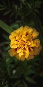 Flowers,Marigold,Marigolds,Drops,Flower