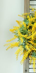 Flowers,Mimosa,Wall,Wreath