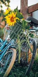 Flowers,Miscellanea,Miscellaneous,Basket,Bicycle,Sunflowers