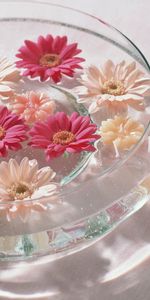 Flowers,Miscellanea,Miscellaneous,Bath,Bright,Glass