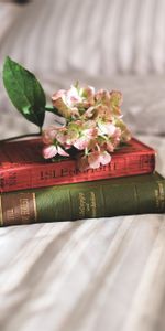 Flowers,Miscellanea,Miscellaneous,Bed,Inspiration,Books