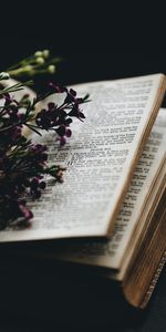 Flowers,Miscellanea,Miscellaneous,Blur,Smooth,Book,Coziness,Comfort,Reading