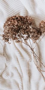 Flowers,Miscellanea,Miscellaneous,Cloth,Dried Flowers,Dryflower,Hydrangea