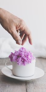 Flowers,Miscellanea,Miscellaneous,Hand,Cup,Aesthetics