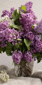 Lilas,Humeur,Fleurs,Bouquet,Ambiance,Source,Vase,Printemps